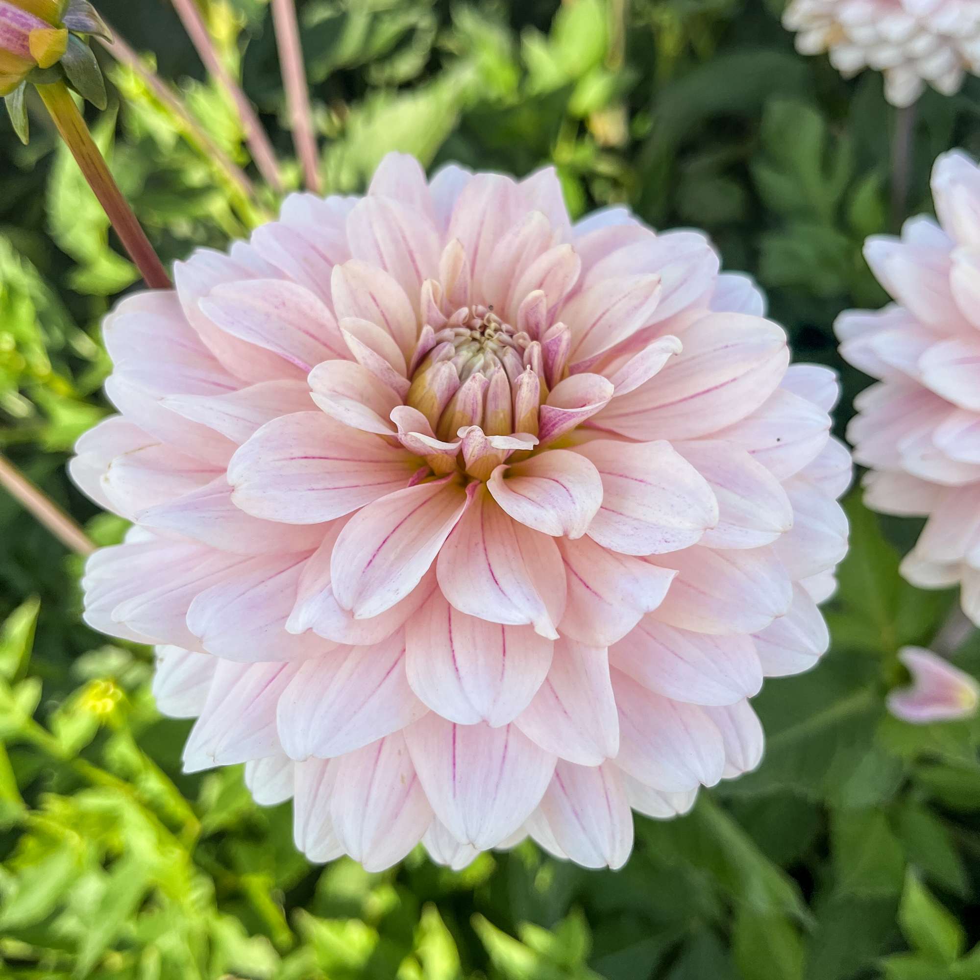 Dahlia 'Glossy Olivia'